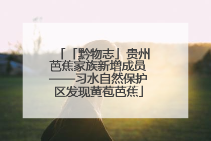 「黔物志」贵州芭蕉家族新增成员——习水自然保护区发现黄苞芭蕉