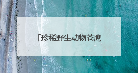 珍稀野生动物苍鹰首次现身三峡坝区