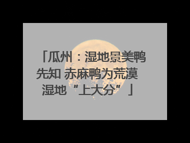 瓜州：湿地景美鸭先知 赤麻鸭为荒漠湿地“上大分”