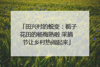 田兴村的蜕变：栀子花田的杨梅熟啦 采摘节让乡村热闹起来