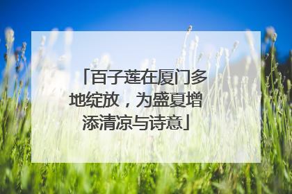 百子莲在厦门多地绽放，为盛夏增添清凉与诗意