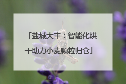 盐城大丰：智能化烘干助力小麦颗粒归仓