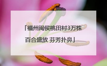 福州闽侯桃田村3万株百合盛放 芬芳扑鼻