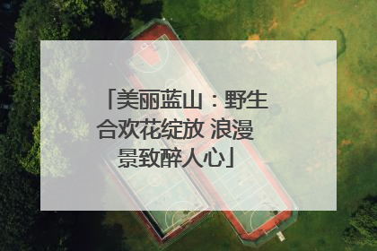 美丽蓝山：野生合欢花绽放 浪漫景致醉人心
