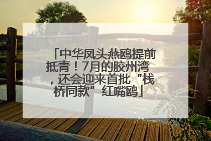 中华凤头燕鸥提前抵青！7月的胶州湾，还会迎来首批“栈桥同款”红嘴鸥