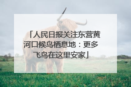人民日报关注东营黄河口候鸟栖息地：更多飞鸟在这里安家