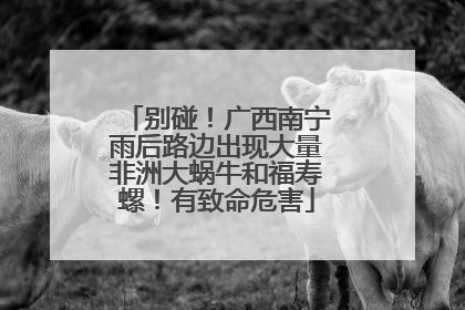 别碰！广西南宁雨后路边出现大量非洲大蜗牛和福寿螺！有致命危害