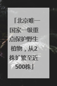 北京唯一国家一级重点保护野生植物，从2株扩繁至近500株
