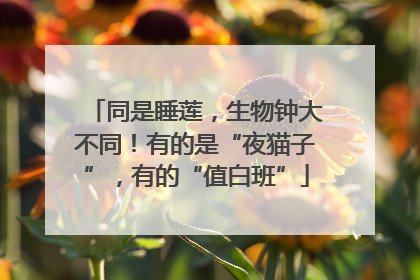 同是睡莲，生物钟大不同！有的是“夜猫子”，有的“值白班”