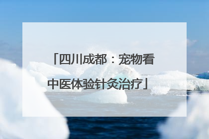 四川成都：宠物看中医体验针灸治疗