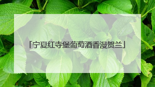 宁夏红寺堡葡萄酒香漫贺兰
