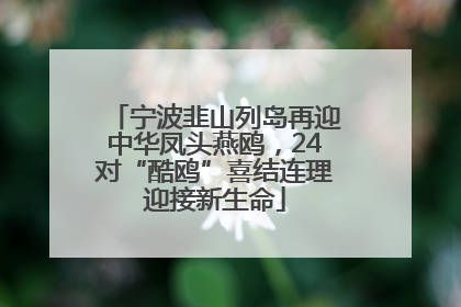 宁波韭山列岛再迎中华凤头燕鸥，24对“酷鸥”喜结连理迎接新生命
