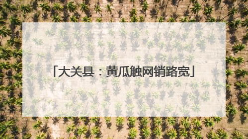 大关县：黄瓜触网销路宽