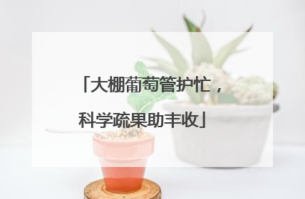 大棚葡萄管护忙，科学疏果助丰收