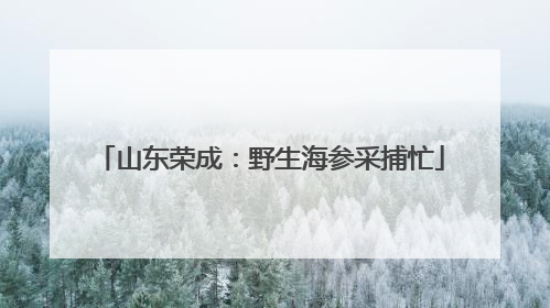 山东荣成：野生海参采捕忙
