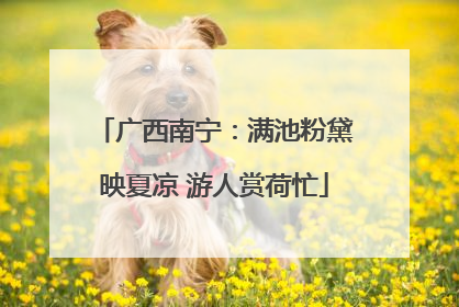 广西南宁：满池粉黛映夏凉 游人赏荷忙