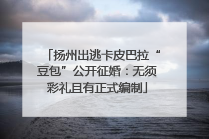 扬州出逃卡皮巴拉“豆包”公开征婚：无须彩礼且有正式编制