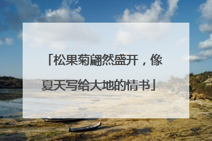 松果菊翩然盛开，像夏天写给大地的情书