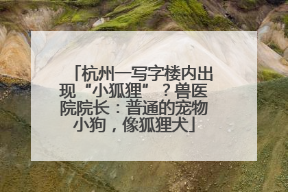 杭州一写字楼内出现“小狐狸”？兽医院院长：普通的宠物小狗，像狐狸犬