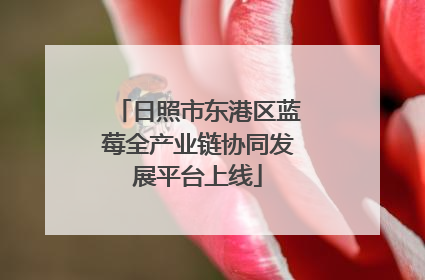 日照市东港区蓝莓全产业链协同发展平台上线