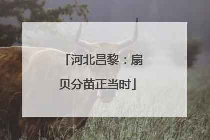 河北昌黎：扇贝分苗正当时