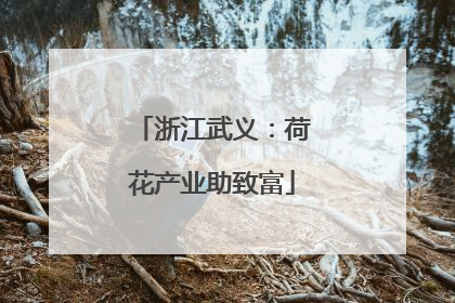 浙江武义：荷花产业助致富