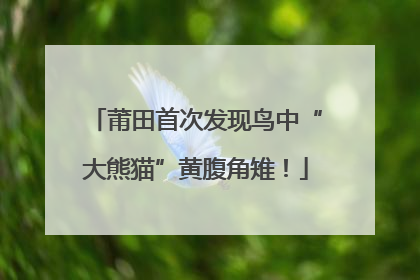 莆田首次发现鸟中“大熊猫”黄腹角雉！