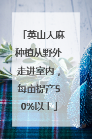 英山天麻种植从野外走进室内，每亩提产50%以上