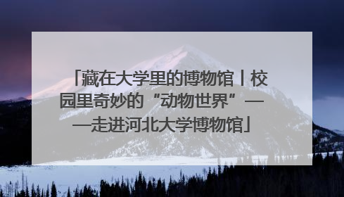 藏在大学里的博物馆丨校园里奇妙的“动物世界”——走进河北大学博物馆