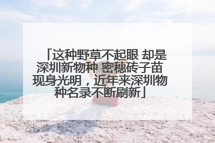 这种野草不起眼 却是深圳新物种 密穗砖子苗现身光明，近年来深圳物种名录不断刷新