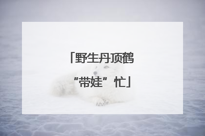 野生丹顶鹤“带娃”忙