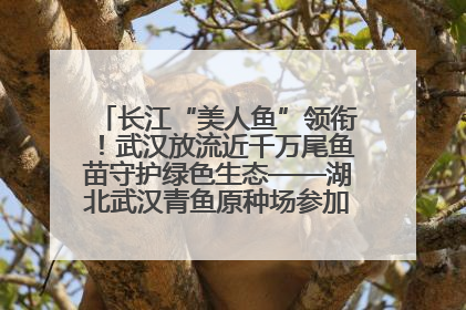 长江“美人鱼”领衔！武汉放流近千万尾鱼苗守护绿色生态——湖北武汉青鱼原种场参加2025年“全国放鱼日”增殖放流活动