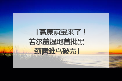 高原萌宝来了！若尔盖湿地首批黑颈鹤雏鸟破壳