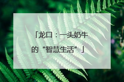 龙口：一头奶牛的“智慧生活”
