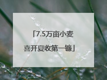 7.5万亩小麦喜开夏收第一镰